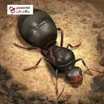 The Ants: Underground Kingdom؛ یکی از متفاوت‌ترین بازی‌های استراتژی موبایلی