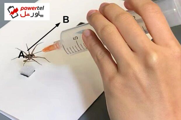عنکبوت مرده به ربات تبدیل می شود